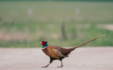 pheasant on the ground