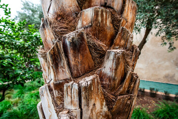 2024 03 10 Marrakesh palm trunk 17