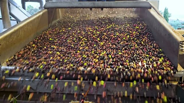 Slow motion of Olive Oil mill machine while process harvested raw olives, extra virgin Italian oil production industry, 4k