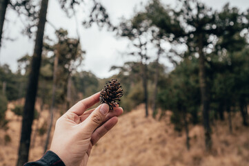 POV photography of a man's hand taking a pine cone in the middle of a forest with vegetation dry from winter, with a background in ochre colors