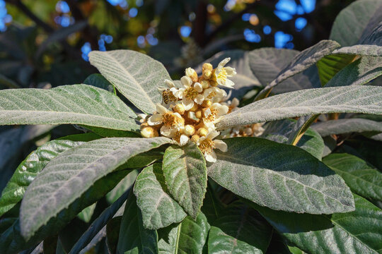 Leaves and flowers of  Loquat tree ( Eriobotrya japonica , Japanese medlar ) on sunny November day. Montenegro