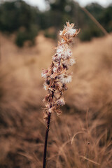 Mountain flower called in the middle of the forest with vegetation dry in winter, with a background in ochre colors