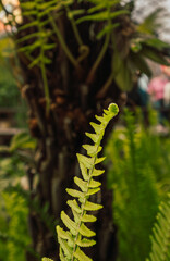 Ferns in a Japanese style garden.