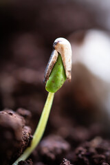 Close-up shot of pomegranate seed germination