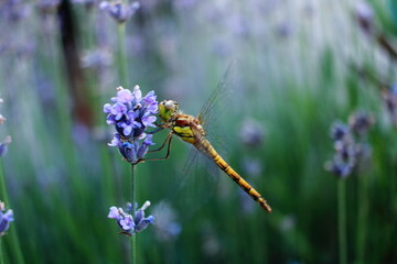 La magie de l'instant: une libellule parmi la lavande