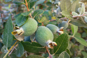 Branch of Pineapple Guava tree ( Feijoa sellowiana ) with fruit