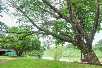 Big tree and green grass field in city park and lake,backdrop or texture,summer vacation rest in holiday,Spring Deep Forest,national park,space for text.