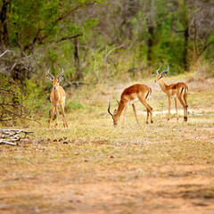 Antelope, herd and environment in nature for habitat, eating or protection in reserve. Impala, grazing or field for wallpaper with sustainability, food source or healthy ecosystem for growth in Kenya