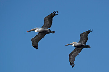 Two Brown Pelicans soaring in formation in a clear blue sky.