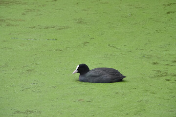 Closeup on a Eurasian Coot, Fulica atra Swimming in Algae-Covered Pond