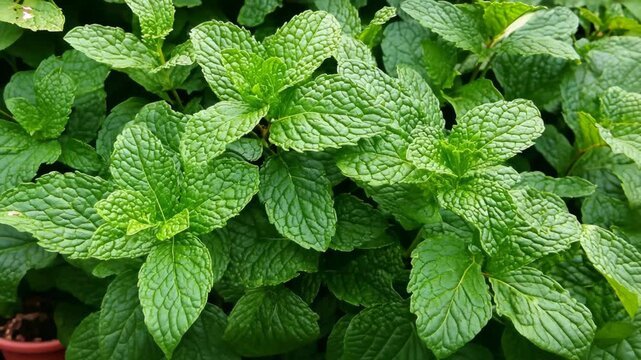 Fresh mint leaves growing abundantly in a sunny garden during the warm season