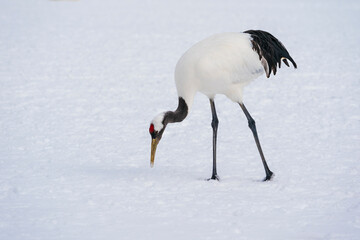 Obraz premium The red-crowned crane (Grus japonensis)