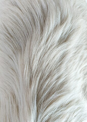Abstract vertical white fur background texture design backdrop