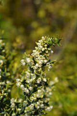 Anchor plant flowers