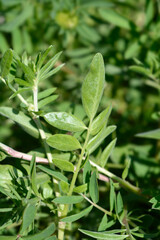 Common kidney vetch leaves