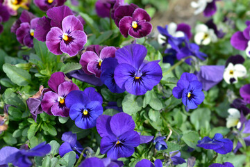 Fototapeta premium Horned violet flowers