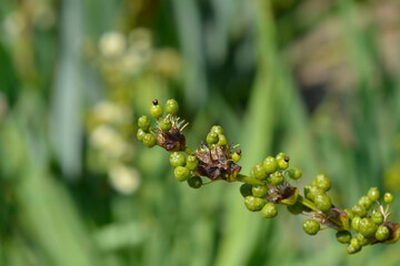 Pale Yellow-eyed Grass fruit