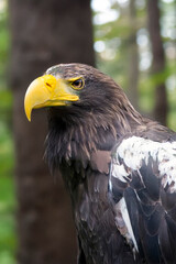 Steller's sea eagle (Haliaeetus pelagicus), also known as the Pacific sea eagle or white-shouldered eagle