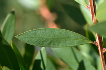 Weeping bottlebrush Inferno leaf