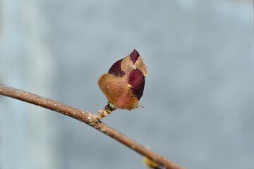 Magnolia Genie flower bud