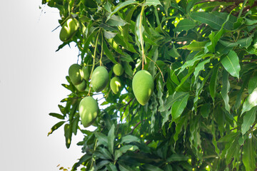 Close up of Fresh green Mangoes hanging on the mango tree in a garden farm,Bunch of mango with blur leaf background with sunlight background harvest fruit thailand,copy space..