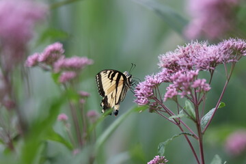 butterfly on a flower