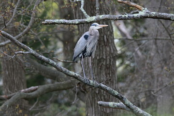 Bird avian water river lake heron snowy egret great blue yellow leg shore birds 
