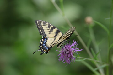 butterfly on a flower
