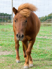 A red pony with a beautiful mane.