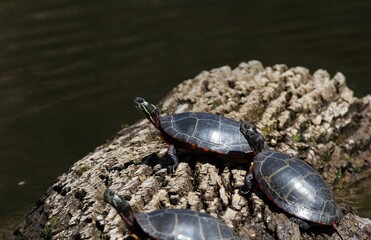 turtles in water on log