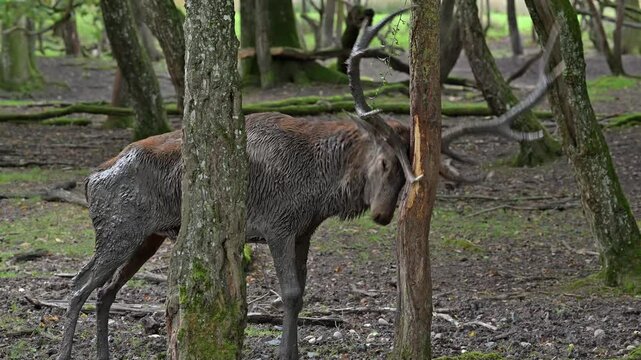 Antler rubbing against trunk by red deer (Cervus elaphus) stag with big antlers, damaging tree bark during the rut in autumn, demarcating its territory in forest