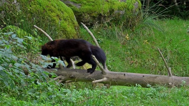 Wolverine / glutton / carcajou (Gulo gulo) walking over fallen tree trunk over water of pond, native to Scandinavia, western Russia, Siberia, Canada and Alaska
