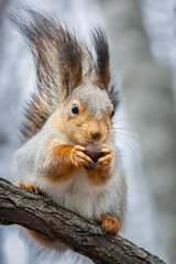 Squirrel in the autumn park.