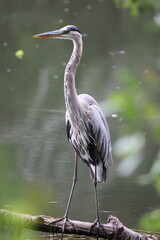 Bird avian water river lake heron snowy egret great blue yellow leg shore birds 