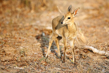 Safari, animal and young nyala in nature with grassland conservation, outdoor travel park and biodiversity in field. Wildlife, ecology and indigenous baby antelope in bush on African game reserve