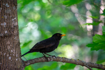 Common blackbird (Turdus merula)