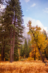 Fototapeta premium Crisp air and snowy vistas define Yosemite in November.