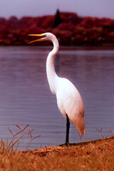 Elegant and Graceful Majestic  Great Egret by the Infrared Lake, Framed by Vibrant  Red Foliage and Iconic Pyramid Monument in Full-Spectrum Colors