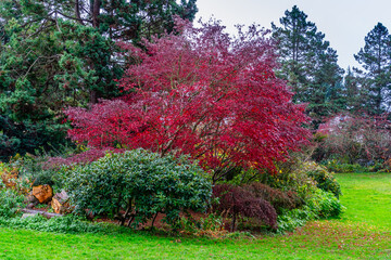 Late Fall Red Leaves 6