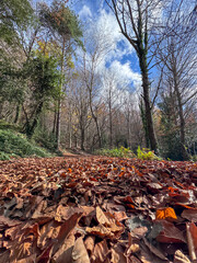 autumn in the forest