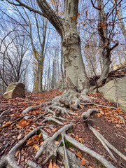 roots of a tree