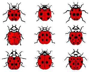 Set of different red-black ladybugs on a white background	