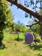 A ripe plum hangs delicately on a branch, its deep purple hue contrasting beautifully with the lush green leaves. The natural texture and sunlight create a fresh, organic, and vibrant composition.
