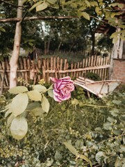 A single rose blooms gracefully in an old village garden, surrounded by weathered stone and lush greenery. Its vibrant petals bring a touch of elegance and life to the serene, rustic setting.