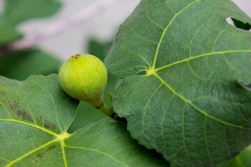 Obraz premium fresh and newly growing fig fruit on the tree