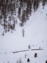 Sparse trees on snowy hillside