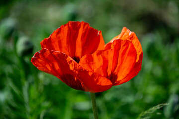 Fototapeta premium red poppy flower