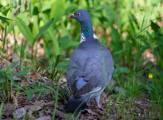 Common wood pigeon (Columba palumbus)