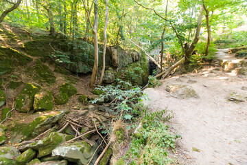 Wild forest in Bornholm island - summer season