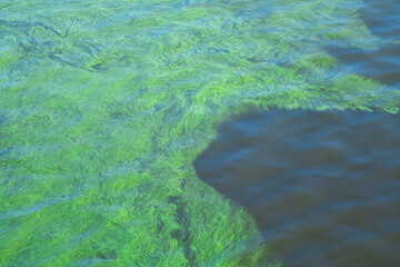 Blooming blue-green algae in freshwater, a critical ecological and environmental crisis.